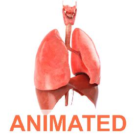Lungs animated